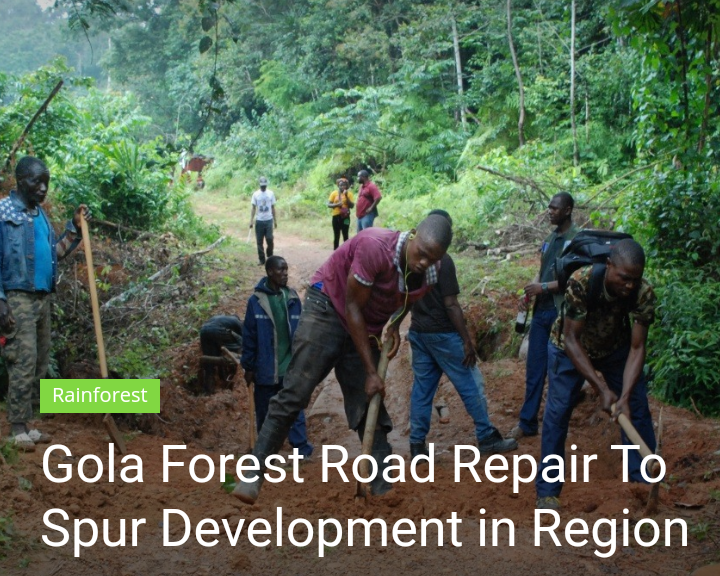 SCNL repairs bridges  in kongba district, Gbarpolu county,along the corridor of the Gola Forest National Park.